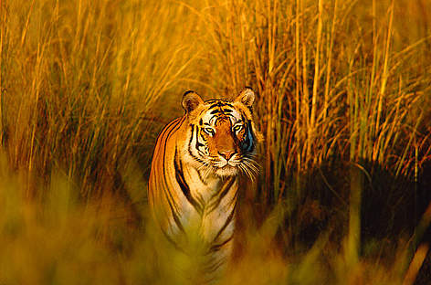 Now you see me, now you don't. What would happen if tigers became extinct? Bengal tiger (Panthera ... / ©: naturepl.com/Francois Sevigny / WWF rel=
