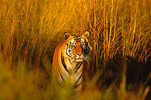 Now you see me, now you don't. What would happen if tigers became extinct? Bengal tiger (Panthera ... / ©: naturepl.com/Francois Sevigny / WWF / ©: naturepl.com/Francois Sevigny / WWF