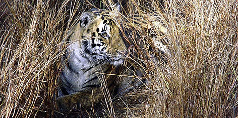 Adult female Bengal tiger (Panthera tigris tigris), Kanha National Park, India. / ©: Chris Hails / WWF-Canon rel=