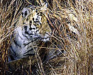 Adult female Bengal tiger (Panthera tigris tigris), Kanha National Park, India.