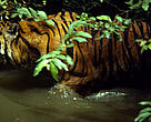 Sumatran tiger in the water, Sumatra, Indonesia.