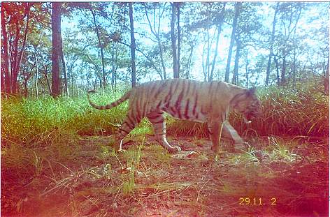 An Indochinese tiger photographed by a camera trap in Mondulkiri Protected Forest within ... / ©: FA / WWF-Cambodia / ©: FA / WWF-Cambodia