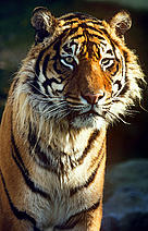  / &copy;: David Lawson / WWF-UK