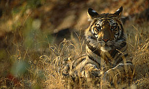 Bengal tiger (Panthera tigris tigris), Bandhavgarh National Park, Madhya Pradesh, India. / ©: Staffan Widstrand / WWF / ©: Staffan Widstrand / WWF