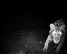 Female tiger captured by camera trap in Rimbang Baling-Bukit Tigapuluh Corridor, Riau, Indonesia.