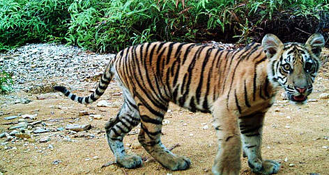 Young tiger in Rimbang Baling-Bukit Tigapuluh Corridor, Riau, Indonesia. Picture taken by camera ... / ©: WWF-Indonesia / Tiger Survey Team rel=