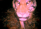 A tiger close up to the camera, sniffing it, caught by the flash, image is slightly blurred. / &copy;: WWF Cambodia /SWA Project Staff