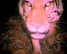 A tiger close up to the camera, sniffing it, caught by the flash, image is slightly blurred.