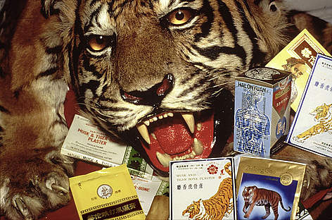 Chinese medicines containing tiger and rhino parts confiscated by the USFWS. Los Angeles Airport, ... / ©: Wil Luiif / WWF-Canon rel=