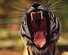 Bengal tiger (Panthera tigris tigris)