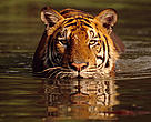 Indochinese tiger (Panthera tigris tigris).