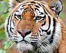 Tiger (Panthera tigris).
