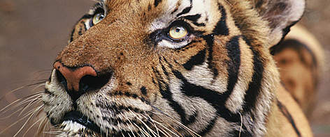 One of two tigers orphaned by poachers. The trade in tigers and their body parts continues to ... / ©: WWF-Canon / Adam OSWELL Tiger orphaned by poachers in Thailand. rel=