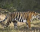 Indo-chinese tiger (Panthera tigris corbetti)