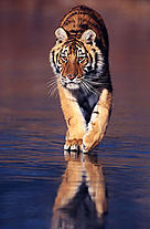  / &copy;: Klein & Huber / WWF