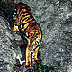 &copy; Greald S. Cubitt / WWF-Canon