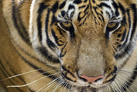 The tiger is the largest species of all cats. / ©: Susheel Shrestha rel=