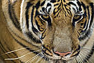  / &copy;: Susheel Shrestha