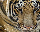 The tiger is the largest species of all cats.