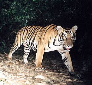 Tiger captured on film in Malaysia / ©: WWF-Malaysia / Mark Rayan Tiger captured on film in Malaysia / ©: WWF-Malaysia / Mark Rayan