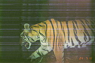 Despite camera traps being destroyed by heavy rain, the WWF team succeeded in capturing one tiger ... / ©: WWF Thailand / ©: WWF Thailand