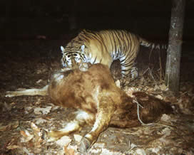 An Amur (Siberian) tiger caught on film by a camera trap in the Hunchun National Nature Reserve, ... / ©: Hunchun National Nature Reserve An Amur (Siberian) tiger caught on film by a camera trap in the Hunchun National Nature Reserve, ... / ©: Hunchun National Nature Reserve
