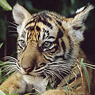 Sumatran tiger, Sumatra, Indonesia. / &copy;: WWF-Canon / Alain COMPOST