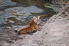 Tiger in Moyar Valley, Nilgiris District, India. / ©: WWF-India / Vijay Kumar / ©: WWF-India / Vijay Kumar