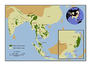Tiger population has decreased by about 95 percent since 1900 and its range has decreased by 93 percent.