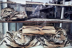 The skins of Indochinese tiger (Panthera tigris corbetti) and other rare cats are openly displayed ... / ©: WWF-Canon / Adam OSWELL The skins of Indochinese tiger (Panthera tigris corbetti) and other rare cats are openly displayed ... / ©: WWF-Canon / Adam OSWELL