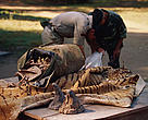Poaching and human-wildlife conflicts are threatening species.