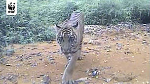 Watch video: A tigress and her cubs were captured on film for the first time by a WWF camera trap ... / ©: WWF Camera trap tiger cubs video camera trap / ©: WWF Camera trap