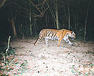 Tiger on Camera Trap at Kuiburi National Park