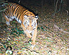 Tiger on Camera Trap at Kuiburi National Park