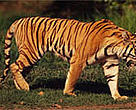 Tigers sometimes prey on cattle, bringing them into conflict with people.