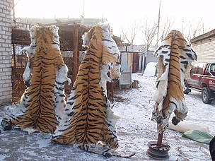 Confiscated Siberian tiger skins. / ©: Vladimir Shumkin / ©: Vladimir Shumkin