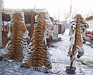 Confiscated Siberian tiger skins. 