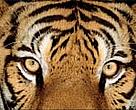 A monitoring team recently found pugmarks from two adult tigers with cubs in the Khata corridor, Nepal.