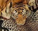 All international trade of tiger products, whether used in traditional Asian medicine, as souvenirs or for “good luck” charms, is illegal.