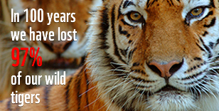 Find out more about tigers, one of the mos iconic species of our planet. 