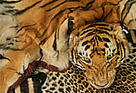  / &copy;: WWF-Canon / Edward Parker