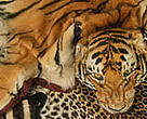 Tiger and other skins confiscated at Heathrow Airport, UK.