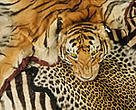 Tiger and other skins confiscated at Heathrow Airport, UK.