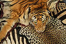  / &copy;: WWF-Canon / Edward Parker