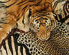 Tiger and other skins confiscated at Heathrow Airport, UK. Thanks to WWF and TRAFFIC, trade in endangered species inside the UK is now an arrestable offence.<BR>