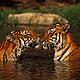 &copy; Martin Harvey/WWF Canong