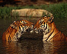 Indian tigers in the water
