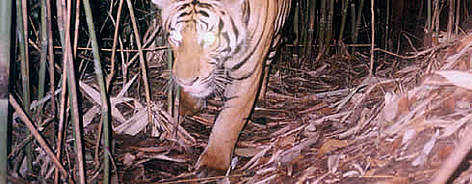 Tigre / ©: WWF Species / DNCP rel=