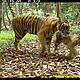 &copy; WWF Indonesia / PHKA