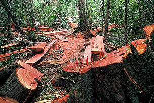 Illegal logging contributes heavily to the destruction of biodiversity and the impoverishment of ... / ©: WWF-Canon / André Bärtschi / ©: WWF-Canon / André Bärtschi